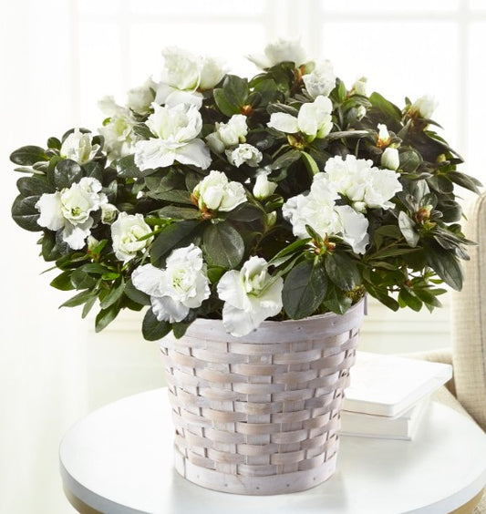 White Azalea Plant