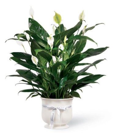 Peace Lily